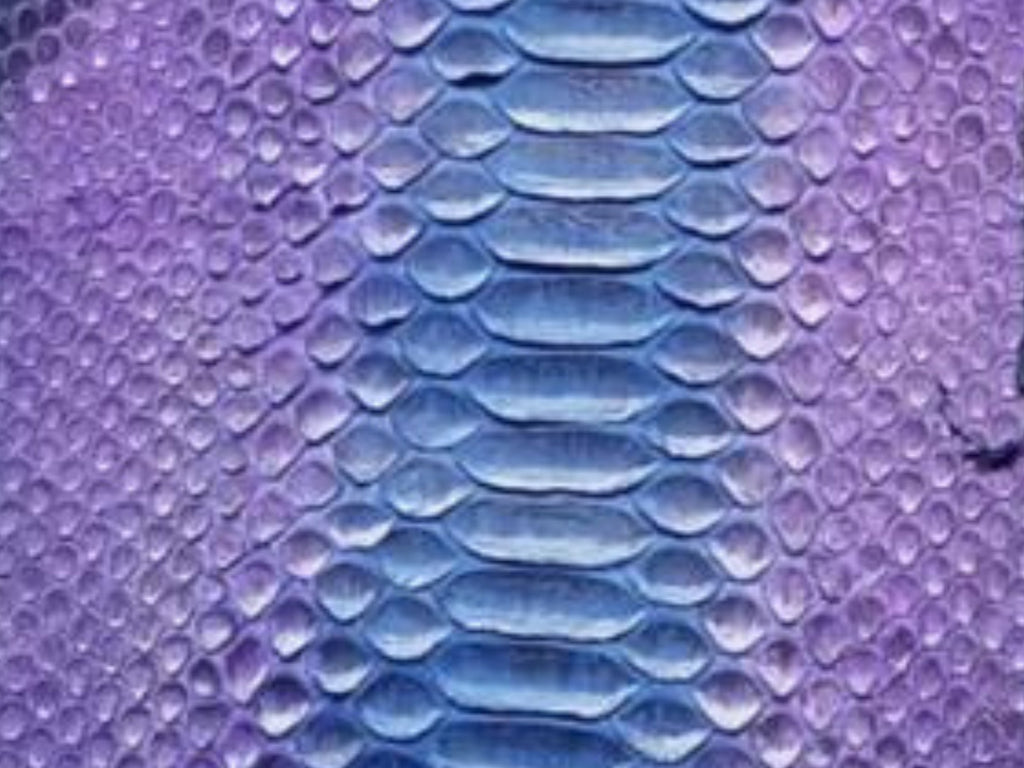 Close-up of purple and blue snakeskin texture scales.