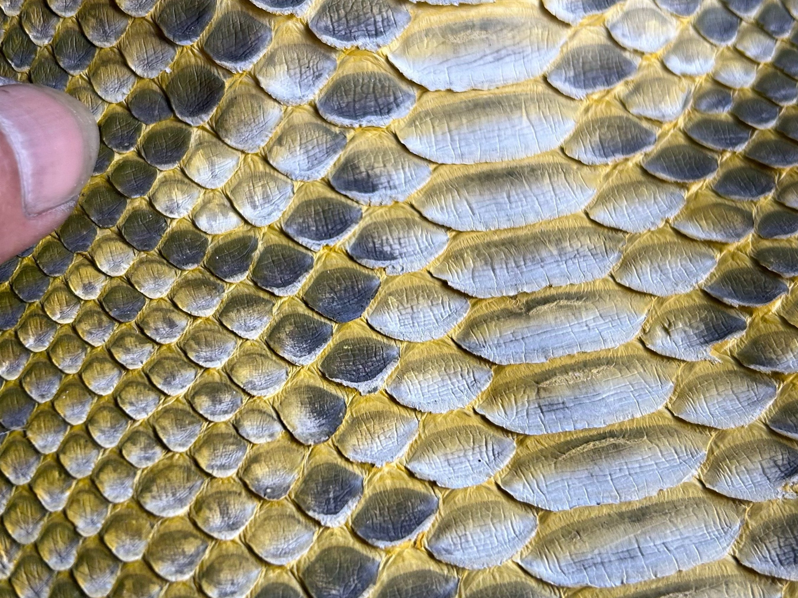 Close-up of gold python snakeskin texture with layered scale pattern.
